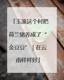 玉溪这个村把荷兰猪养成了“金豆豆”｜在云南样样好