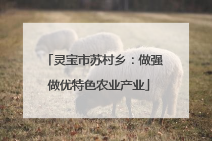灵宝市苏村乡：做强做优特色农业产业