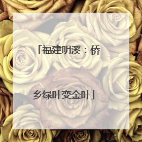 福建明溪：侨乡绿叶变金叶