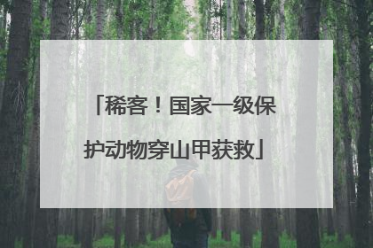 稀客！国家一级保护动物穿山甲获救