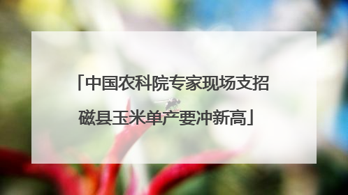 中国农科院专家现场支招 磁县玉米单产要冲新高
