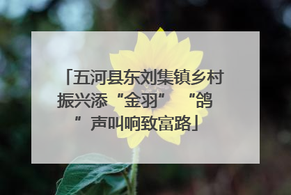 五河县东刘集镇乡村振兴添“金羽” “鸽”声叫响致富路