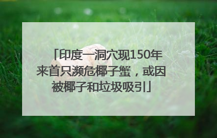 印度一洞穴现150年来首只濒危椰子蟹，或因被椰子和垃圾吸引
