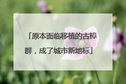 原本面临移植的古樟群，成了城市新地标