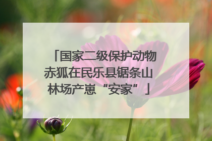 国家二级保护动物赤狐在民乐县锯条山林场产崽“安家”
