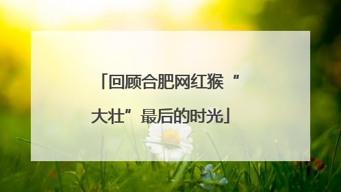 回顾合肥网红猴“大壮”最后的时光
