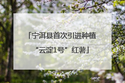 宁洱县首次引进种植“云淀1号”红薯