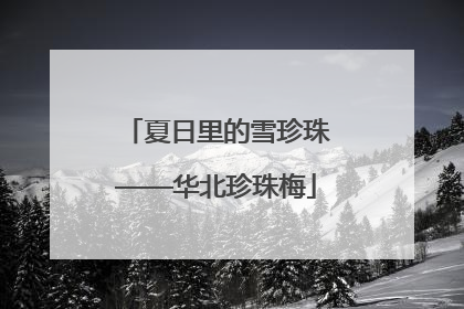 夏日里的雪珍珠——华北珍珠梅