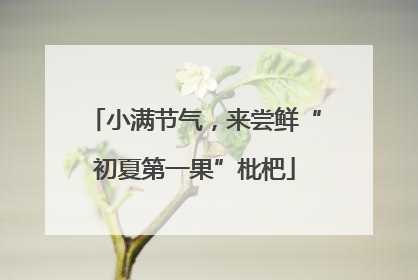 小满节气，来尝鲜“初夏第一果”枇杷