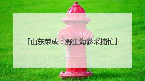 山东荣成：野生海参采捕忙