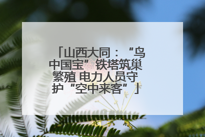 山西大同：“鸟中国宝”铁塔筑巢繁殖 电力人员守护“空中来客”