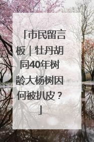 市民留言板｜牡丹胡同40年树龄大杨树因何被扒皮？