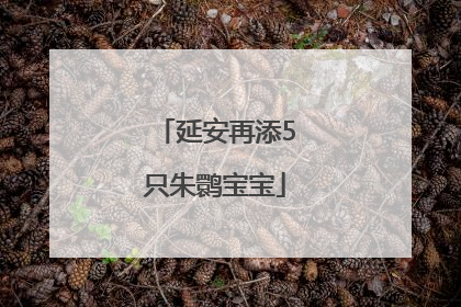 延安再添5只朱鹮宝宝
