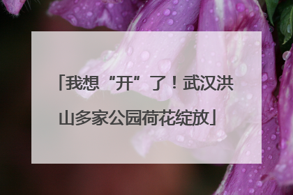 我想“开”了！武汉洪山多家公园荷花绽放
