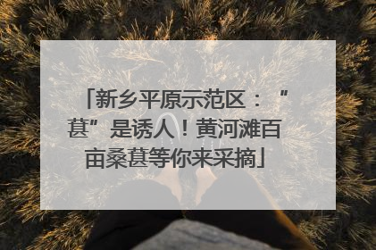 新乡平原示范区：“葚”是诱人！黄河滩百亩桑葚等你来采摘