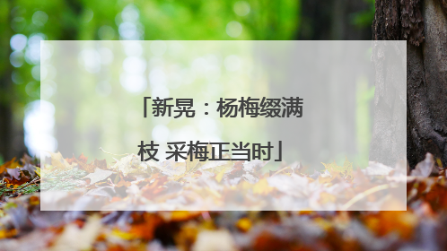 新晃：杨梅缀满枝 采梅正当时
