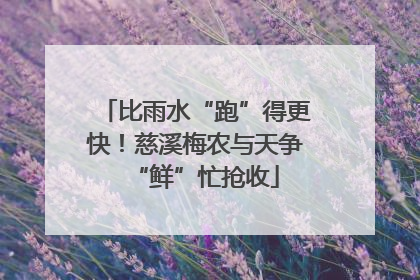 比雨水“跑”得更快！慈溪梅农与天争“鲜”忙抢收