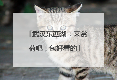 武汉东西湖：来赏荷吧，包好看的