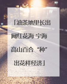 油茶地里长出网红花海 宁海高山百合“种”出花样经济