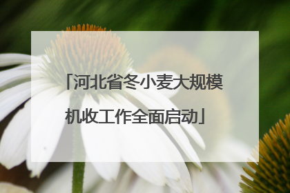 河北省冬小麦大规模机收工作全面启动