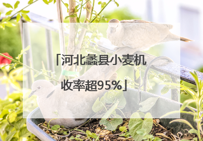河北蠡县小麦机收率超95%