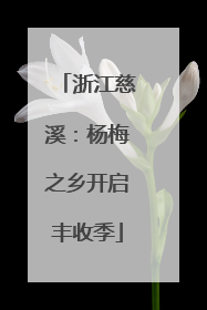 浙江慈溪：杨梅之乡开启丰收季