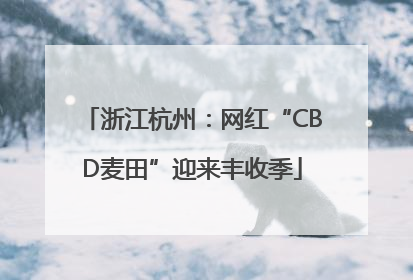 浙江杭州：网红“CBD麦田”迎来丰收季