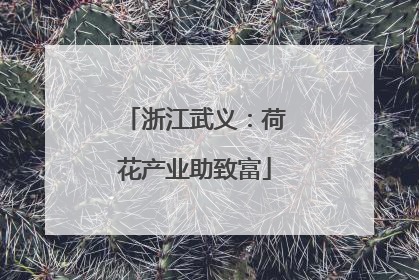 浙江武义：荷花产业助致富