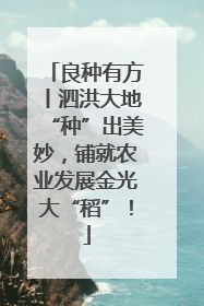 良种有方丨泗洪大地“种”出美妙，铺就农业发展金光大“稻”！