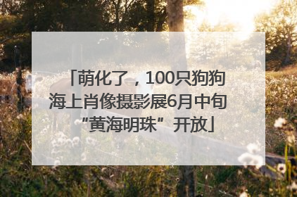 萌化了，100只狗狗海上肖像摄影展6月中旬“黄海明珠”开放