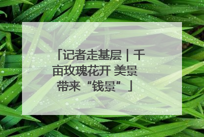 记者走基层｜千亩玫瑰花开 美景带来“钱景”