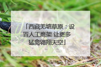 西藏羌塘草原：设置人工鹰架 让更多猛禽翱翔天空