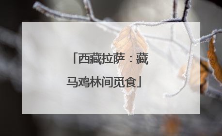 西藏拉萨：藏马鸡林间觅食