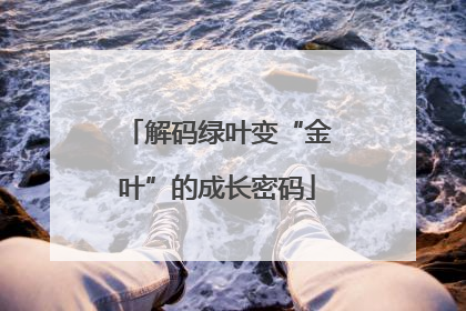 解码绿叶变“金叶”的成长密码