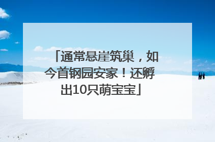 通常悬崖筑巢，如今首钢园安家！还孵出10只萌宝宝
