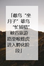 雌鸟“坐月子”雄鸟“忙捕猎” 峡谷旅游路栗喉蜂虎进入孵化阶段