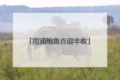 霞浦鲍鱼喜迎丰收