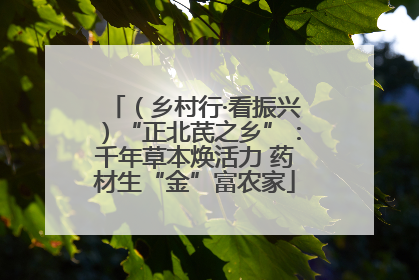 （乡村行·看振兴）“正北芪之乡”：千年草本焕活力 药材生“金”富农家