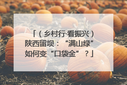 （乡村行·看振兴）陕西留坝：“满山绿”如何变“口袋金”？